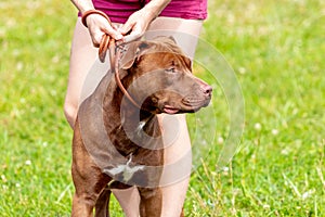 Brown dog breed american pit bull terrier on a leash near his mistress