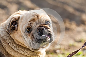 Brown dog of the breed mobs photo