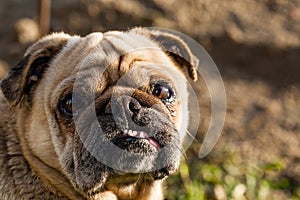 Brown dog of the breed mobs