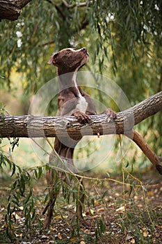 The brown dog of breed a pit bull terrier