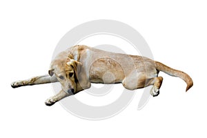 Brown Dog breed Ramadi dollars are lonely,white background photo