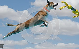 Brown dog catching a yellow toy dock diving