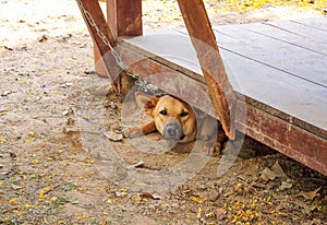 Brown dog and chain lying on the ground with dried leaves under wood floor in summer day , the weather is hot and stuffy