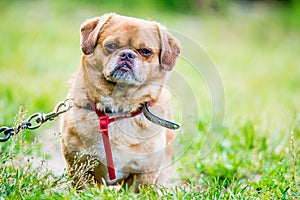 brown dog closeup