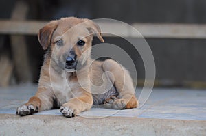 Brown dog cute on home photo