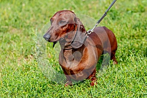 Brown dog dachshund  on a leash in the park during a walk