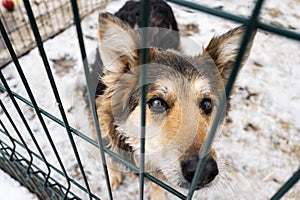 Brown dog with dark eyes looks through the bars of cage