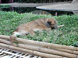 Brown dog deep skeep on green grass