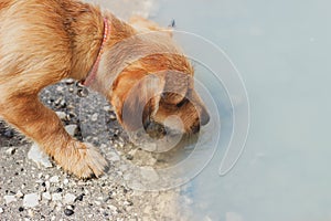 Brown dog drinking water in a puddle