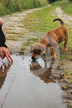 Brown dog drinking water in a puddle