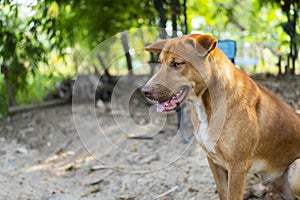 brown dog in the forest, pets