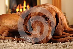 Brown Dog in front of the fire place