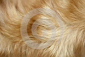 Brown dog fur background
