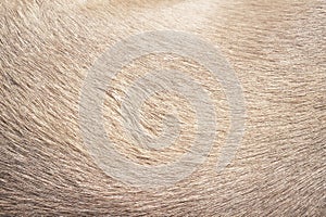 Brown dog fur patterns texture for background