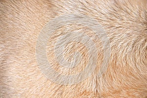 Brown dog fur texture animal line patterns  background