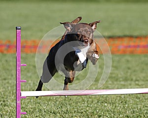 Brown dog going over a jump