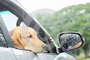 Brown dog Golden Retriever sitting in the car at the raining day