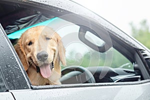 Brown dog Golden Retriever sitting in the car at the raining day