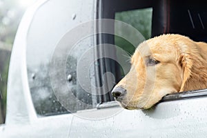 Brown dog Golden Retriever sitting in the car at the raining day