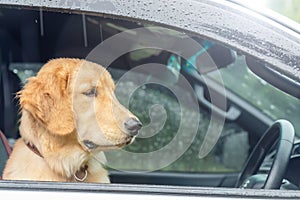 Brown dog Golden Retriever sitting in the car at the raining day