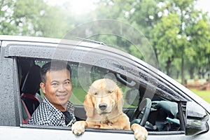 Brown dog Golden Retriever sitting in the car at the raining day