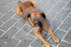 Brown Dog photo