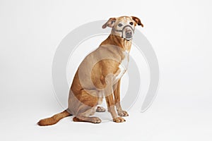 Brown dog with halter sitting on the white background.