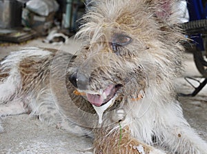 Brown dog has saliva foam overflow it mouth