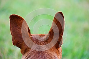 Brown dog head backside