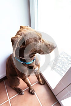 Brown dog at home looking through the window, wanting to go for a walk. waiting concept