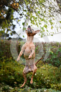 Brown dog is jumping in autumn nature.