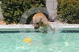 Brown dog jumping off the side of a pool