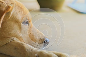 Brown dog labrador retriever sit on cement floor for waiting owner with flare light and copy space for your text