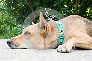 Brown dog lay down on the floor