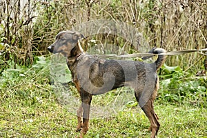 brown dog, on a leash on the grass,, mestizo,