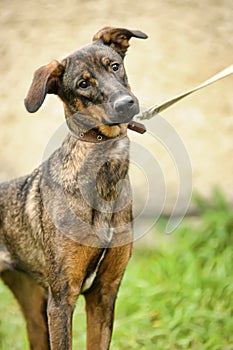 brown dog, on a leash on the grass,, mestizo,