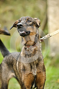 brown dog, on a leash on the grass,, mestizo,