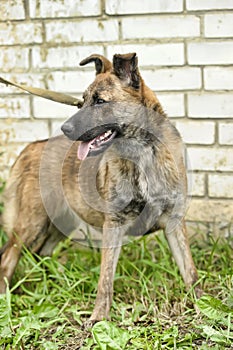 brown dog, on a leash on the grass,, mestizo,