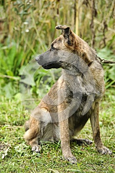 brown dog, on a leash on the grass,, mestizo,