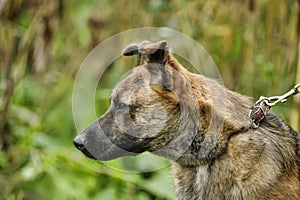 brown dog, on a leash on the grass,, mestizo