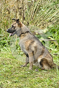 brown dog, on a leash on the grass,, mestizo,