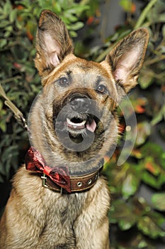 brown dog, on a leash on the grass,, mestizo,