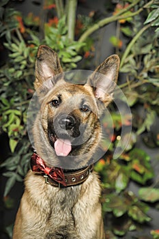 brown dog, on a leash on the grass,, mestizo,