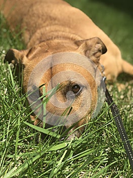 Brown dog on leash, laying in the grass yard