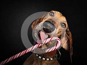 Brown dog licking a candy cane on a black background.