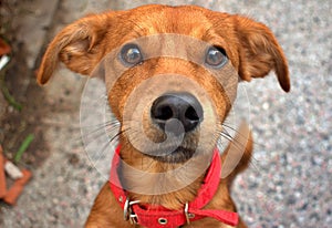 brown dog look photo