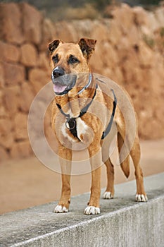 Brown dog looking something