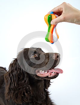 Brown dog looking at toy