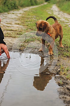 Brown dog looking water