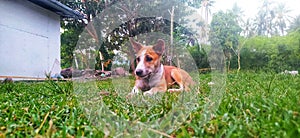 A brown dog lounging in the sun